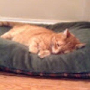 Meet your Posher, Laurie